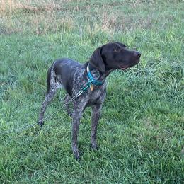 Milton - German Shorthaired Pointer
