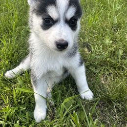 Pomsky Puppies from Creeden Prairie Pomsky’s