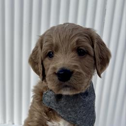 Black Boy - Apricot male Goldendoodle puppy in Lebanon, Pennsylvania from Homespundoodles