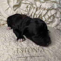 Estonia - Black & white female Maltipoo puppy in Weatherford, Texas from Aprishew Maltipoo