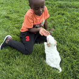 Cavapoo and Goldendoodle Puppies from PJs Puppy Love