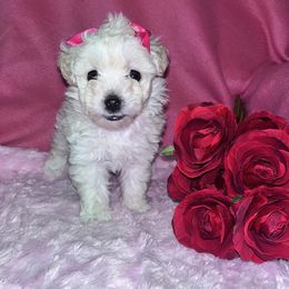 Poodle and Yorkshire Terrier Puppies from Hollywood Furbabies LLC