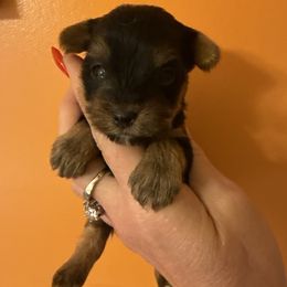 Gravy - Black and gold male Yorkshire Terrier puppy in Independence, Kentucky from 4paws4ever by Design