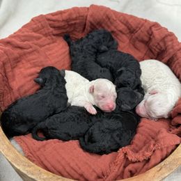 Eclipse - Blue female Poodle puppy in Monetta, South Carolina from Moonrise Poodles