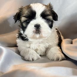 Tessa - Silver gold and white female Shih Tzu puppy in Morrisville, Missouri from Sweetbriar Shih Tzu