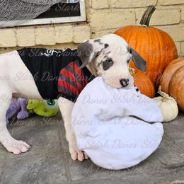 Freddy Kruger - Great Dane puppy from Stark Danes