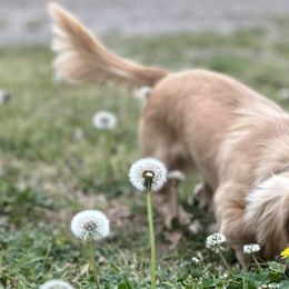 Dachshunds from 007 Dachshunds