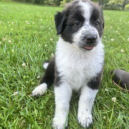English Shepherd Puppies from LiquidMoon English Shepherds