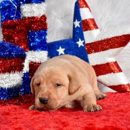 Blue collar - Yellow male Labrador Retriever puppy in Gober, Texas from Trigger Time Kennels