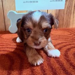 Girl 2 - Chocolate, tan and white female Yorkshire Terrier puppy in Bear Creek, North Carolina from Yorkie Time