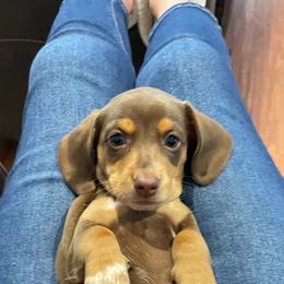 Thelma - Chocolate and tan female Dachshund puppy in Spring Hill, Florida from Adorable Doxxies