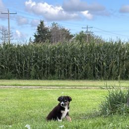 BTM2 - Black tri male Miniature Australian Shepherd puppy in Lexington, Nebraska from Osborne's Aussies