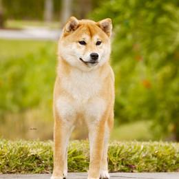 Tiny - Shiba Inu