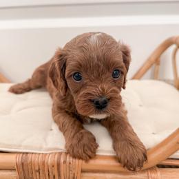 Donut - Red male Cavapoo puppy in Apache Junction, Arizona from Coffey House Doodles