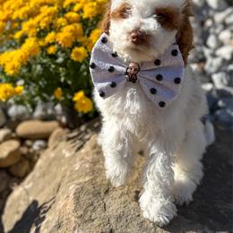 Sneezy - Parti male Goldendoodle puppy in Warsaw, Ohio from Lovabledoodles