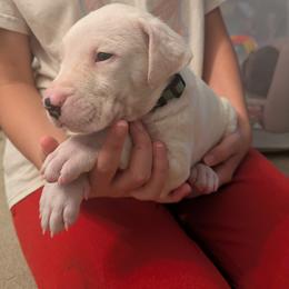Shadrach - White male Dogo Argentino puppy in Morgan Hill, Pennsylvania from De la Fuerza De Dios