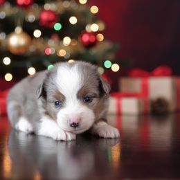 Koda - Blue merle male Toy Australian Shepherd puppy in Georgetown, Texas from Minikin Manor