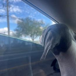 Italian Greyhound Puppies from Fisher Link