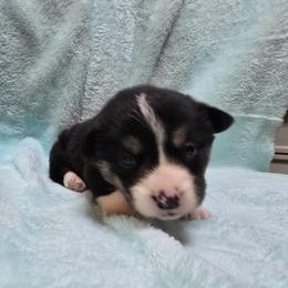 Pembroke Welsh Corgi Puppies from P2 Corgis | P-Squared Homestead