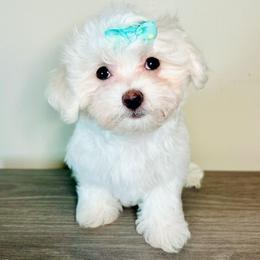 Frannie - White female Maltese puppy in Morehead, Kentucky from Paw Perfect Pets