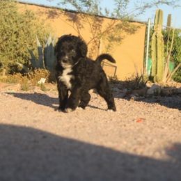 Chloe - Black and white female Aussiedoodle puppy in Apache Junction, Arizona from Loving Doodle