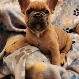 Boston Terrier and French Bulldog Puppies from Blue Skies Frenchies Florida