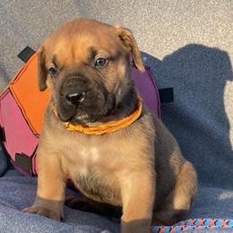 Choice Male 3 - Red male Boerboel puppy in Mansfield, Texas from Dynasty Blue Ridge Boerboel