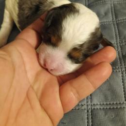 Girl 4 - Tri-color female Cavapoo puppy in East Providence, Rhode Island from Marta's Cavaliers