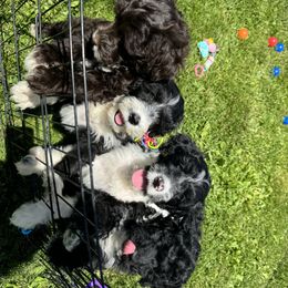 Portuguese Water Dog Puppies from Cornerstones Porties