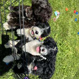 Portuguese Water Dog Puppies from Cornerstones Porties