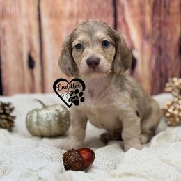 Buster - Cream male Dachshund puppy in Nashville, Arkansas from Cuddles n Curls