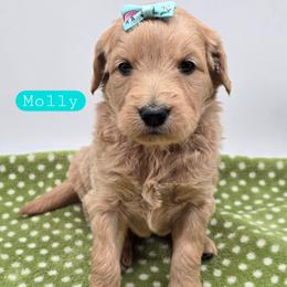 Molly - Apricot female Goldendoodle puppy in Neillsville, Wisconsin from Granton Creek