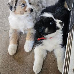 Australian Shepherd Puppies from Steady Aim Aussies