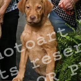 Chesapeake Bay Retriever puppies from Blue Sky Chesapeakes