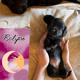 Eclipse - Black female Dachshund puppy in Jonesboro, Illinois from Twin Hills Dachshunds