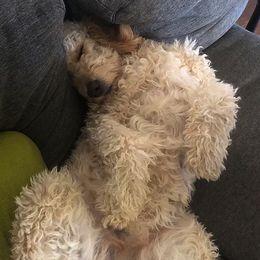 Goldendoodle and Labradoodle Puppies from DJ’s Doodles