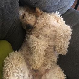 Goldendoodle and Labradoodle Puppies from DJ’s Doodles