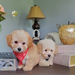 Poodle Puppies from Puppy Love 4ever