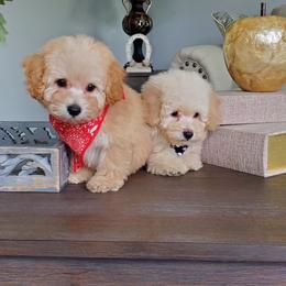 Poodle Puppies from Puppy Love 4ever