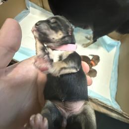 Shiba Inu Puppies from Anko Shibas