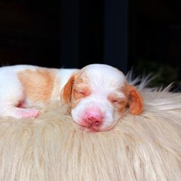 Cash - Dapple male Dachshund puppy in Washburn, Tennessee from Clinch Mountain Dachshunds