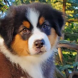 Glider - Black tri-color Australian Shepherd puppy in Olympia, Washington from Echelon Australian Shepherds
