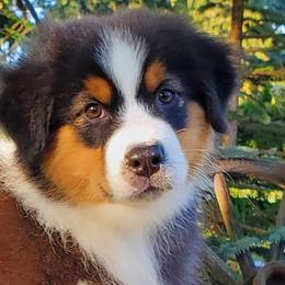 Glider - Black tri-color Australian Shepherd puppy in Olympia, Washington from Echelon Australian Shepherds