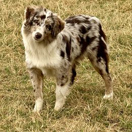 Bunny - Miniature Australian Shepherd