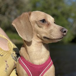 Belle - Dachshund