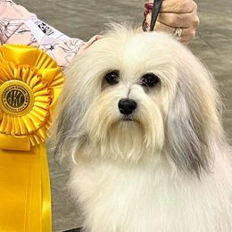 Angel - Havanese
