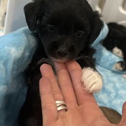 Oreo - Black and white male Chinese Crested puppy in Dublin, California from Show Style Chinese Cresteds