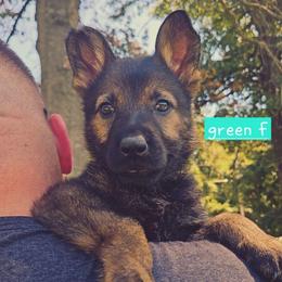 Green collar - Sable female German Shepherd puppy in Dexter, Missouri from Vom Morris Haus German Shepherds