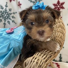 Yorkshire Terrier Puppies from Sport Yorkie