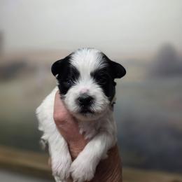 Bert - Black and white male Shichon puppy in Ronda, North Carolina from Willow River